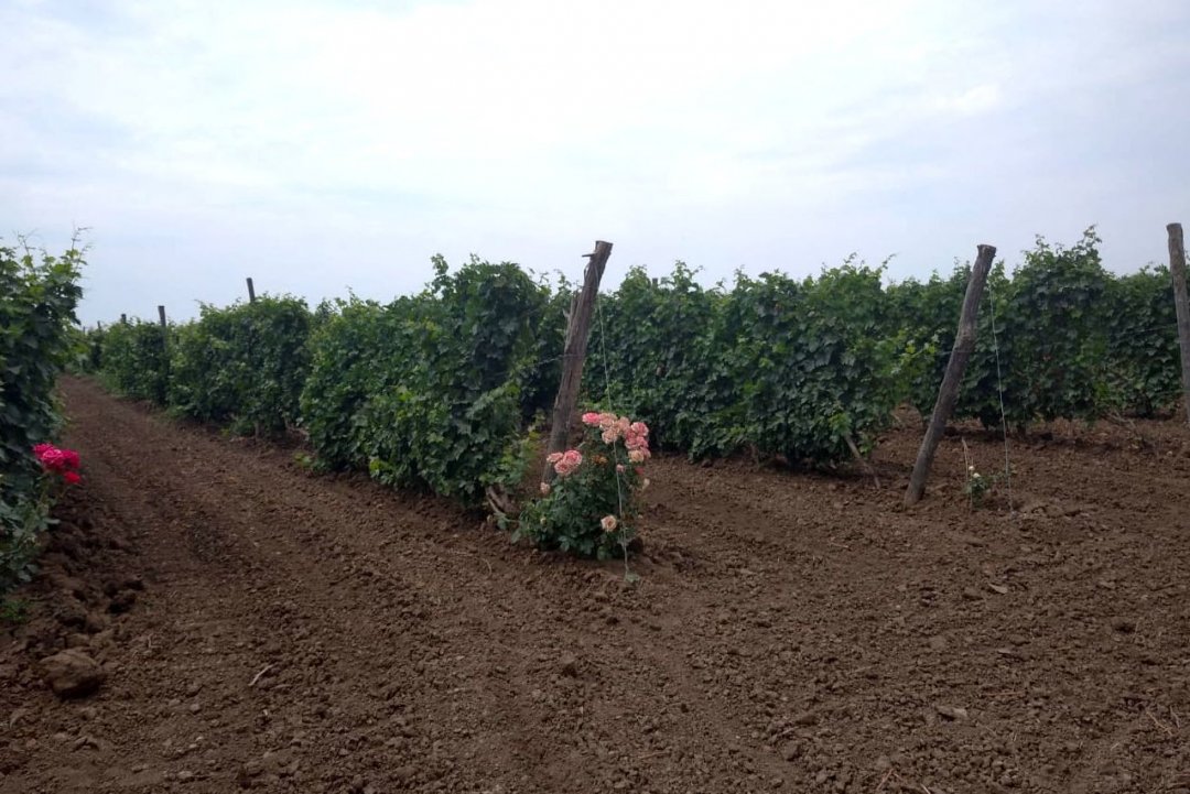 В Ростовской области изучают традиции и создают будущую стратегию донского виноградарства и виноделия