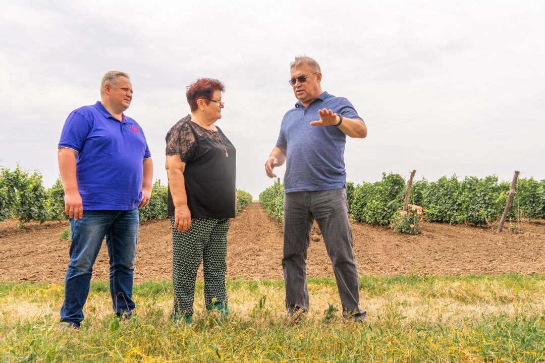 В Ростовской области изучают традиции и создают будущую стратегию донского виноградарства и виноделия